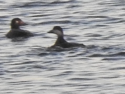 Black Scoter - ML271638421