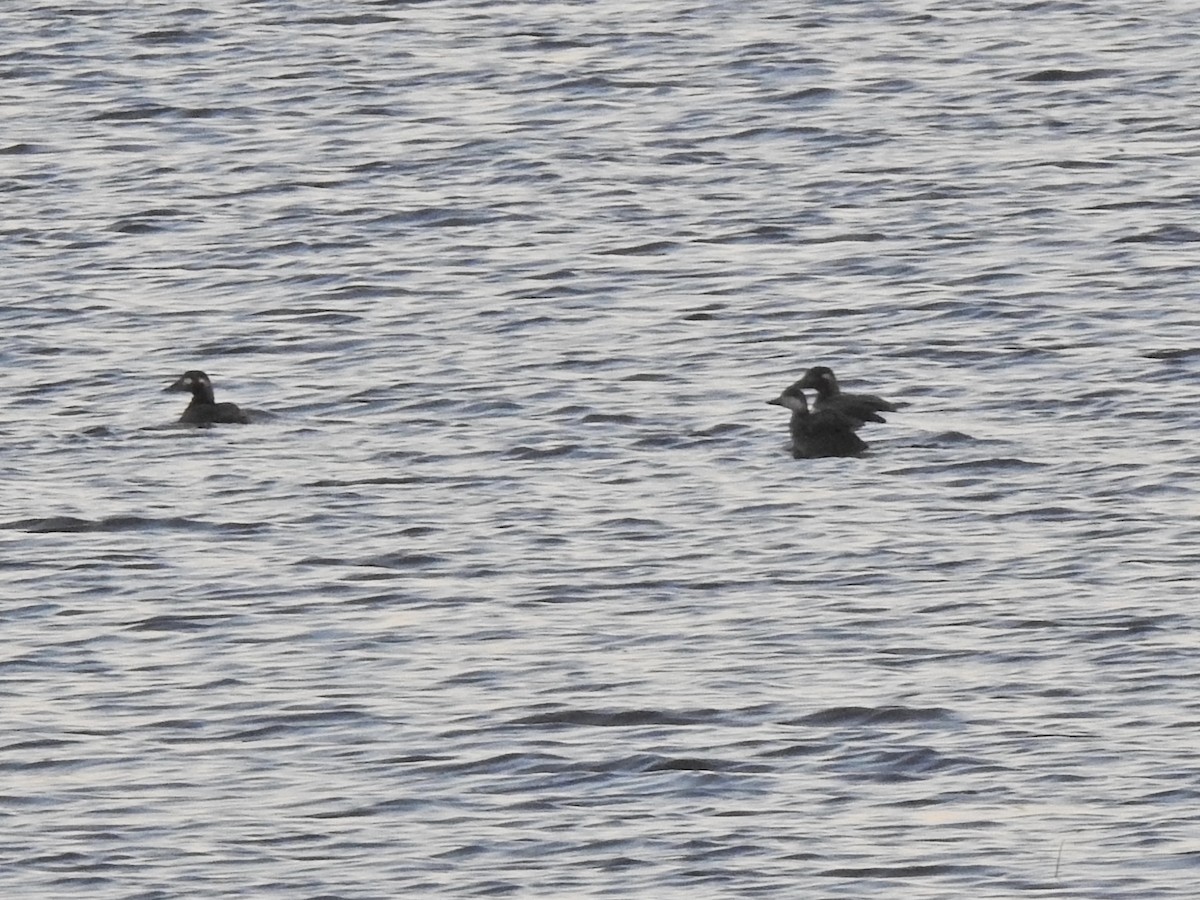 Black Scoter - Brian McGurgan