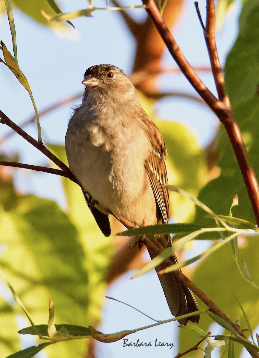 Golden-crowned Sparrow - ML271639571