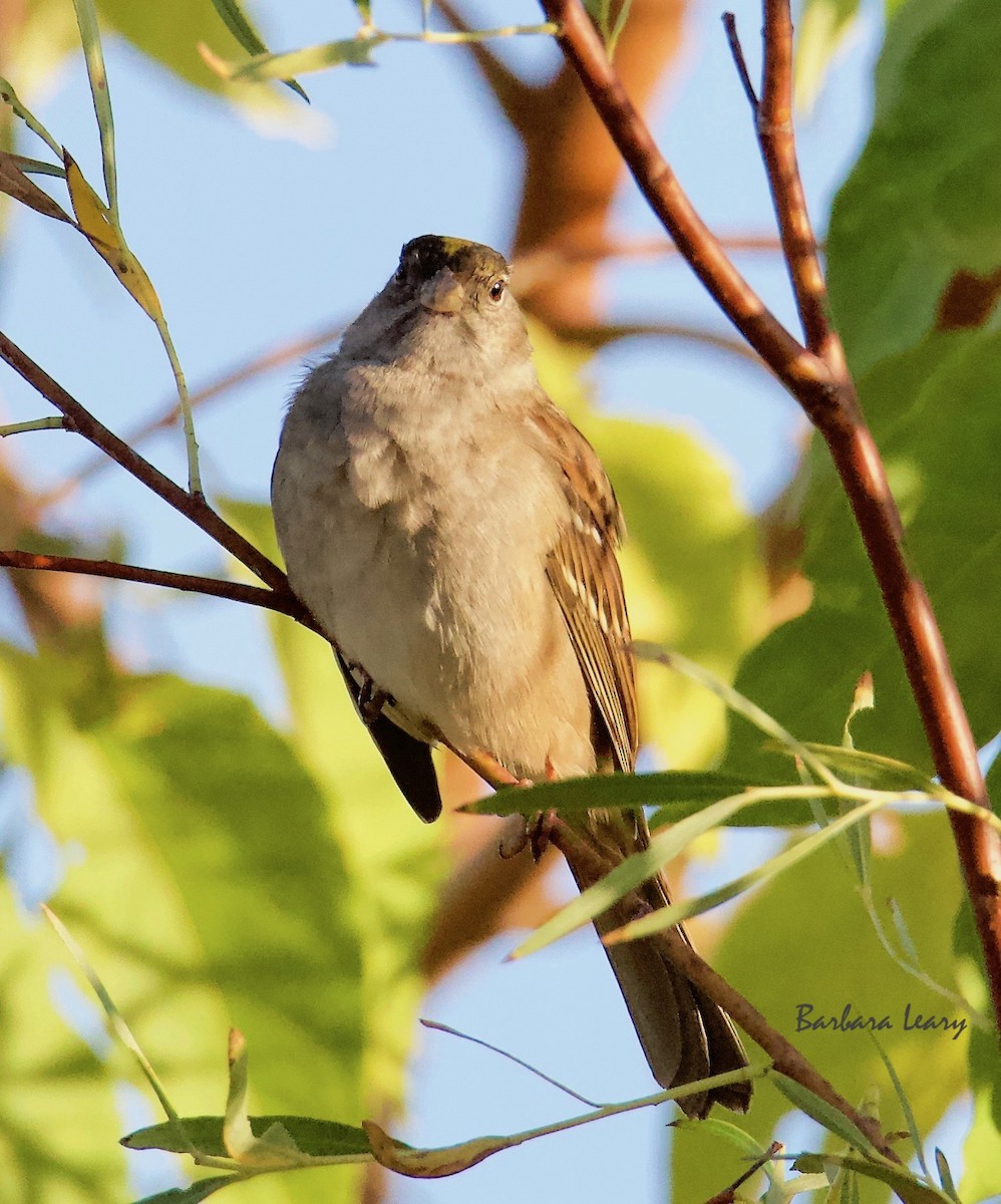 Golden-crowned Sparrow - ML271639601