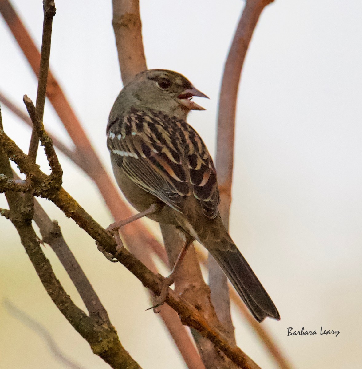 Golden-crowned Sparrow - ML271640351