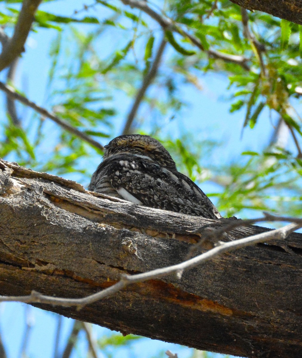 Lesser Nighthawk - Anthony Zerafa