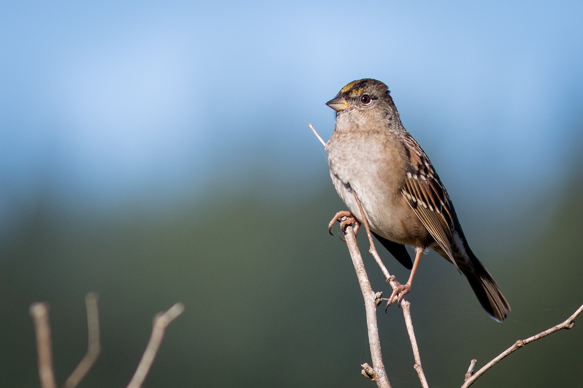 Golden-crowned Sparrow - ML271640631