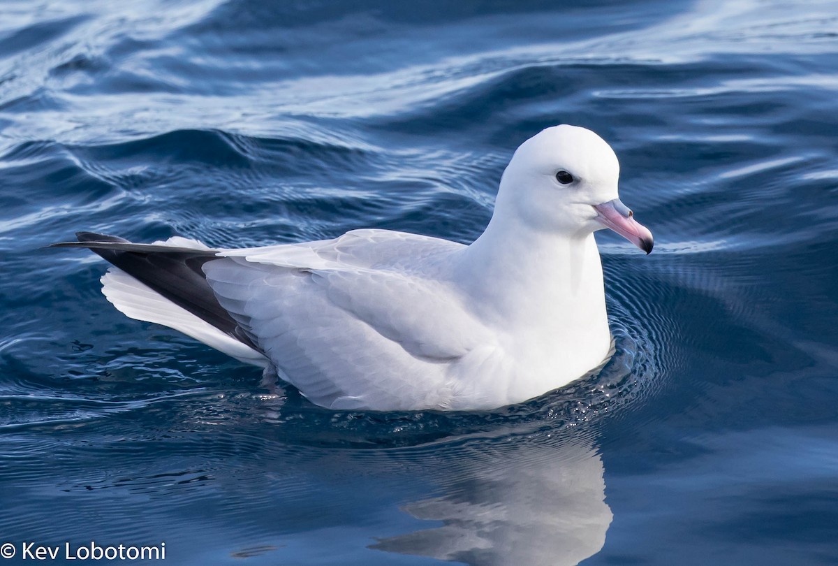 Fulmar argenté - ML271643121