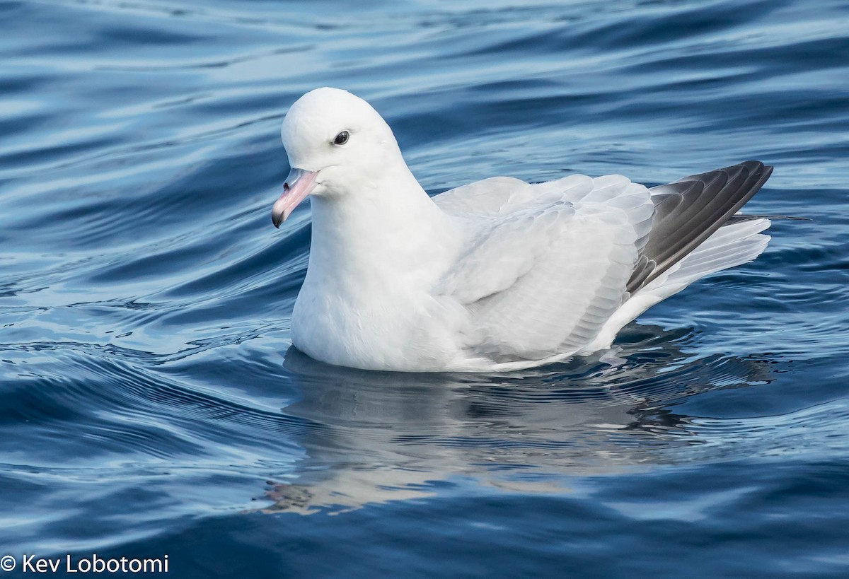 Fulmar argenté - ML271643131