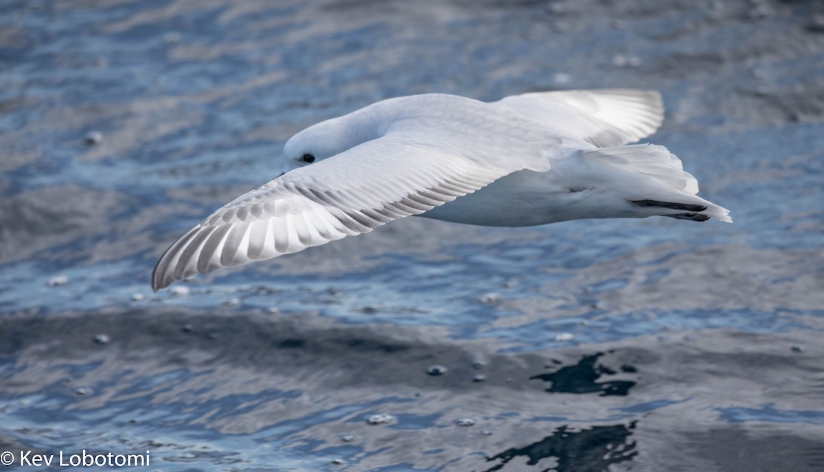 Fulmar argenté - ML271643151