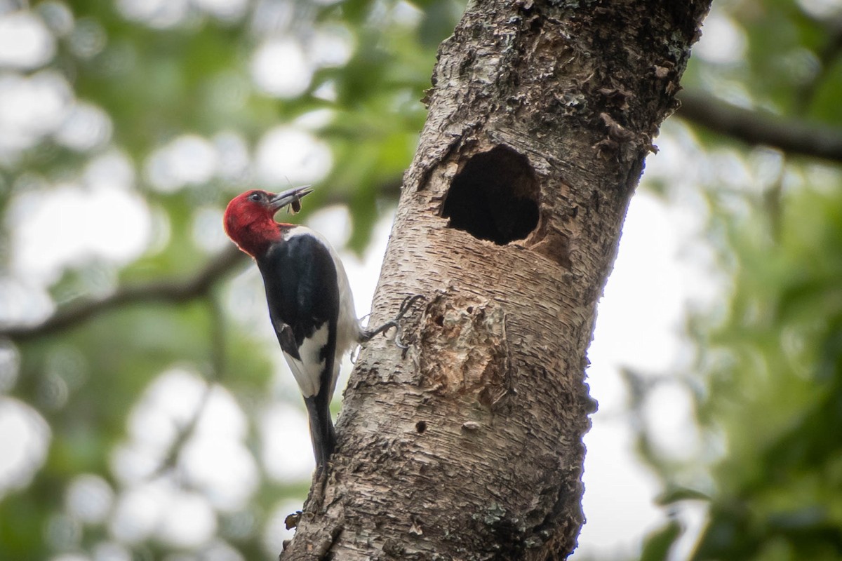 Red-headed Woodpecker - ML271644051