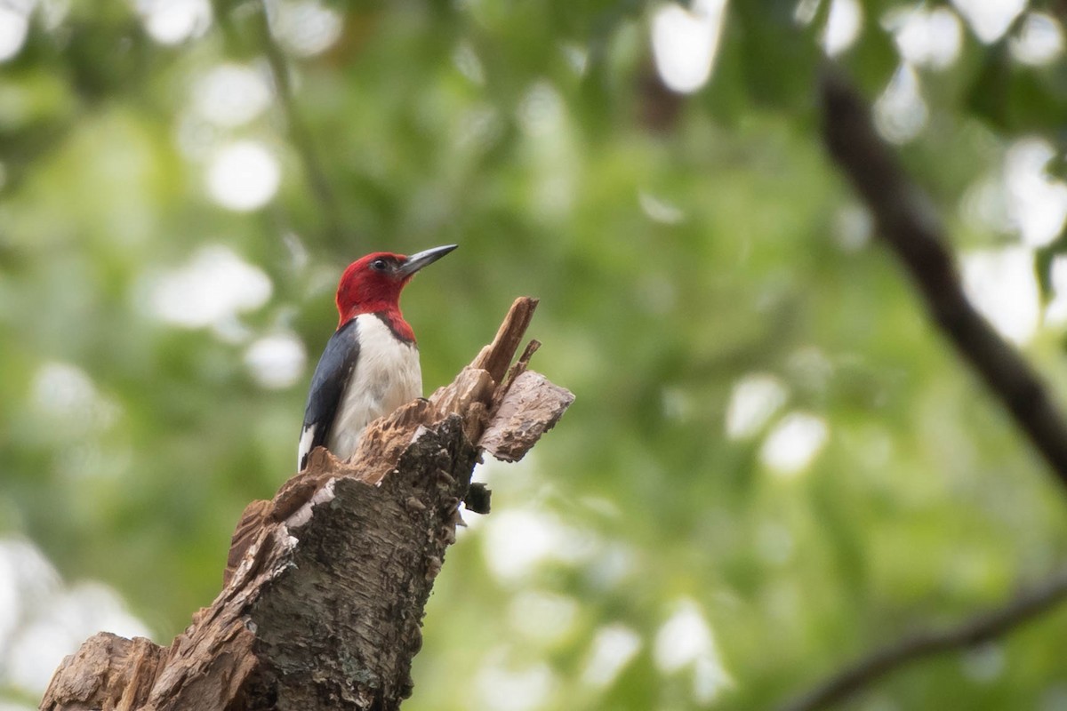 Red-headed Woodpecker - ML271644111