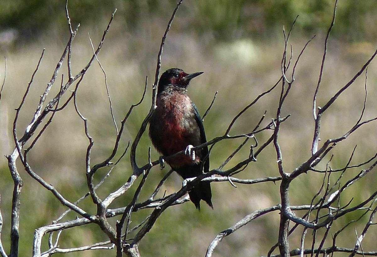 Lewis's Woodpecker - ML271644191