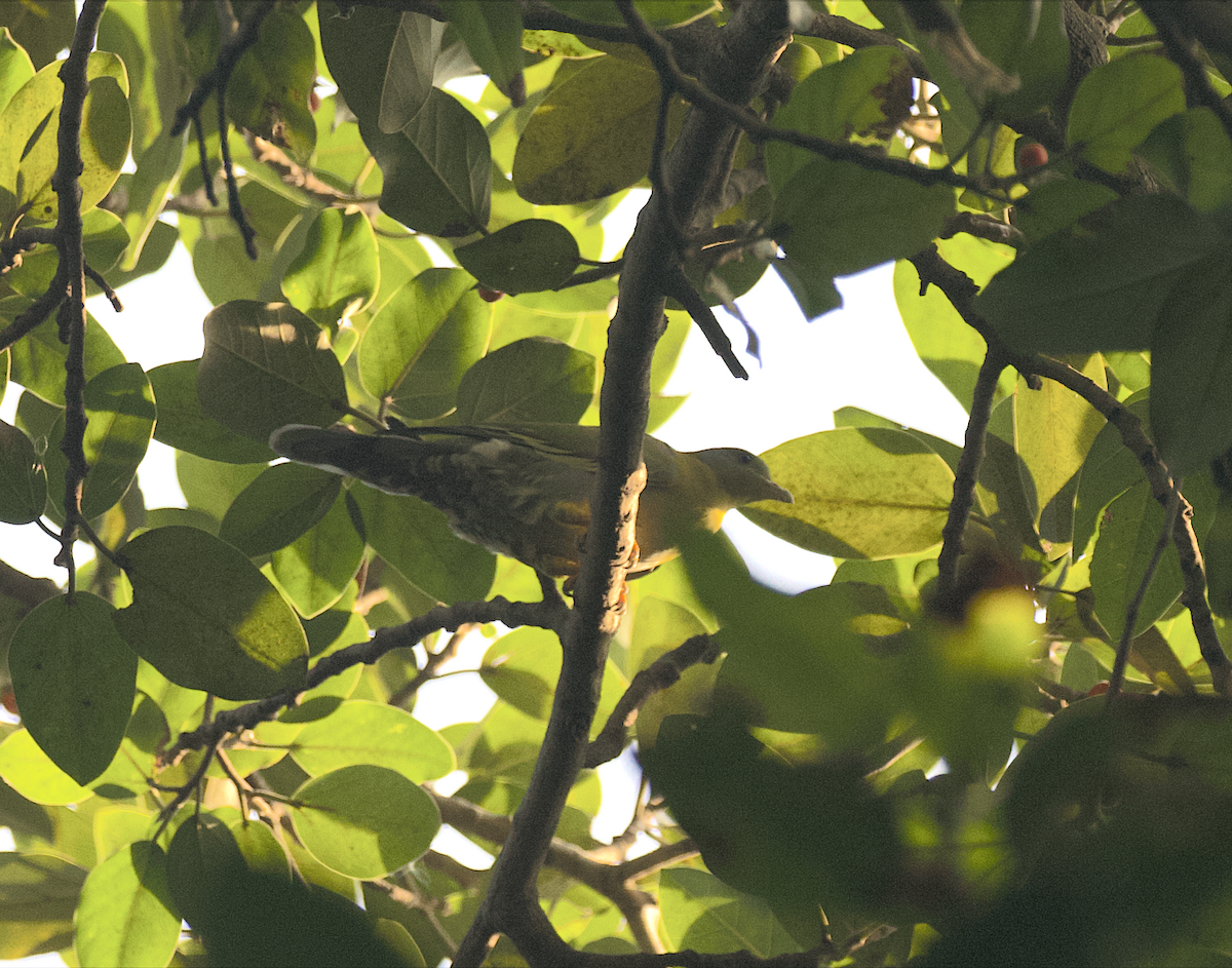 Yellow-footed Green-Pigeon - ML271645101