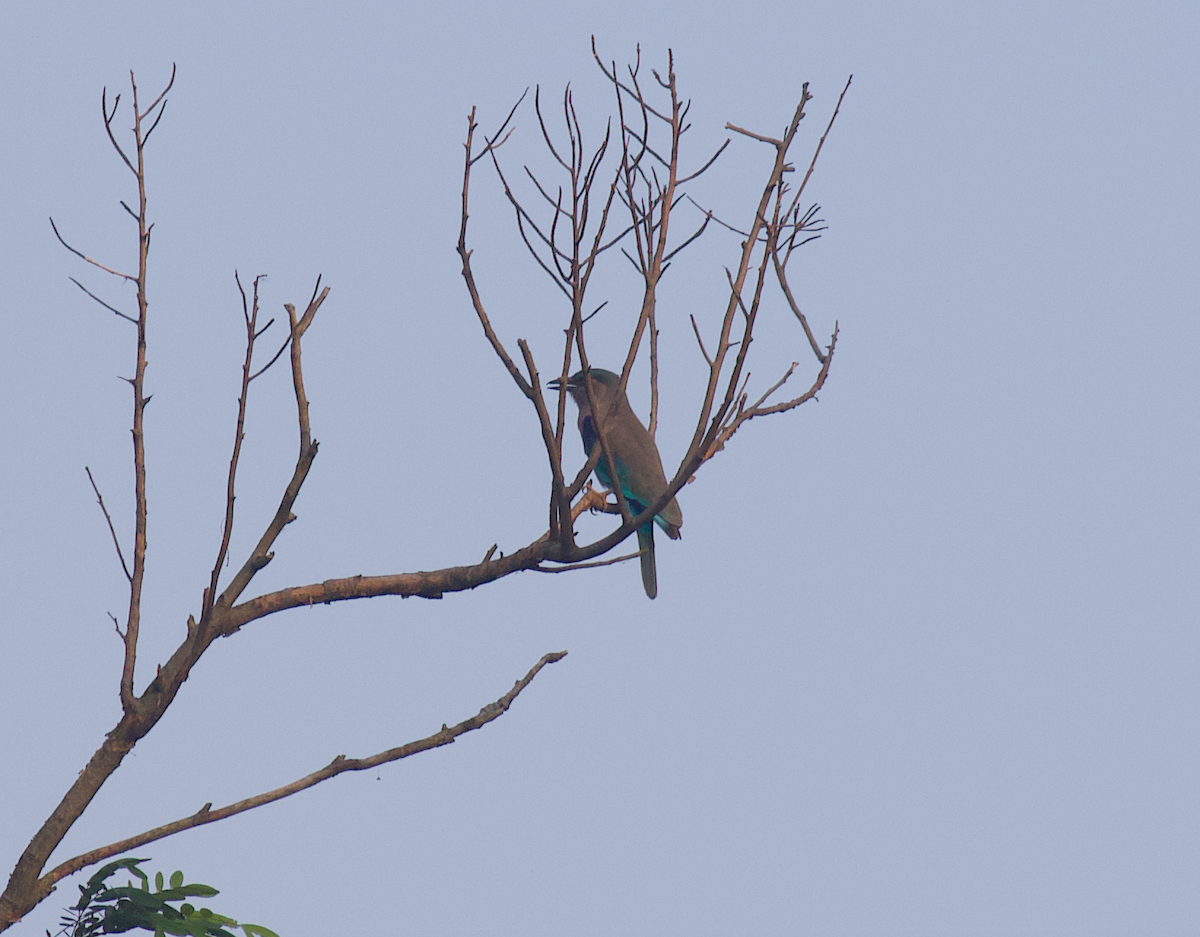 Indian x Indochinese Roller (hybrid) - ML271645231