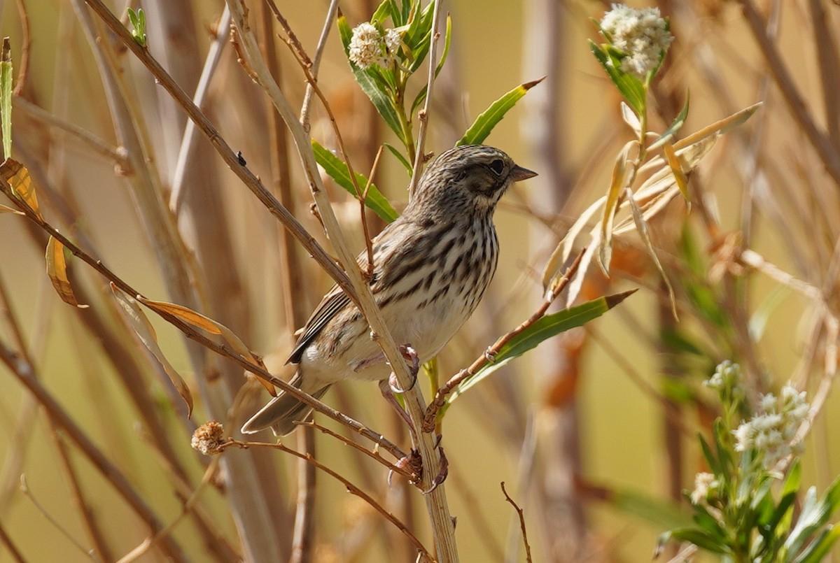 Savannah Sparrow - ML271645751