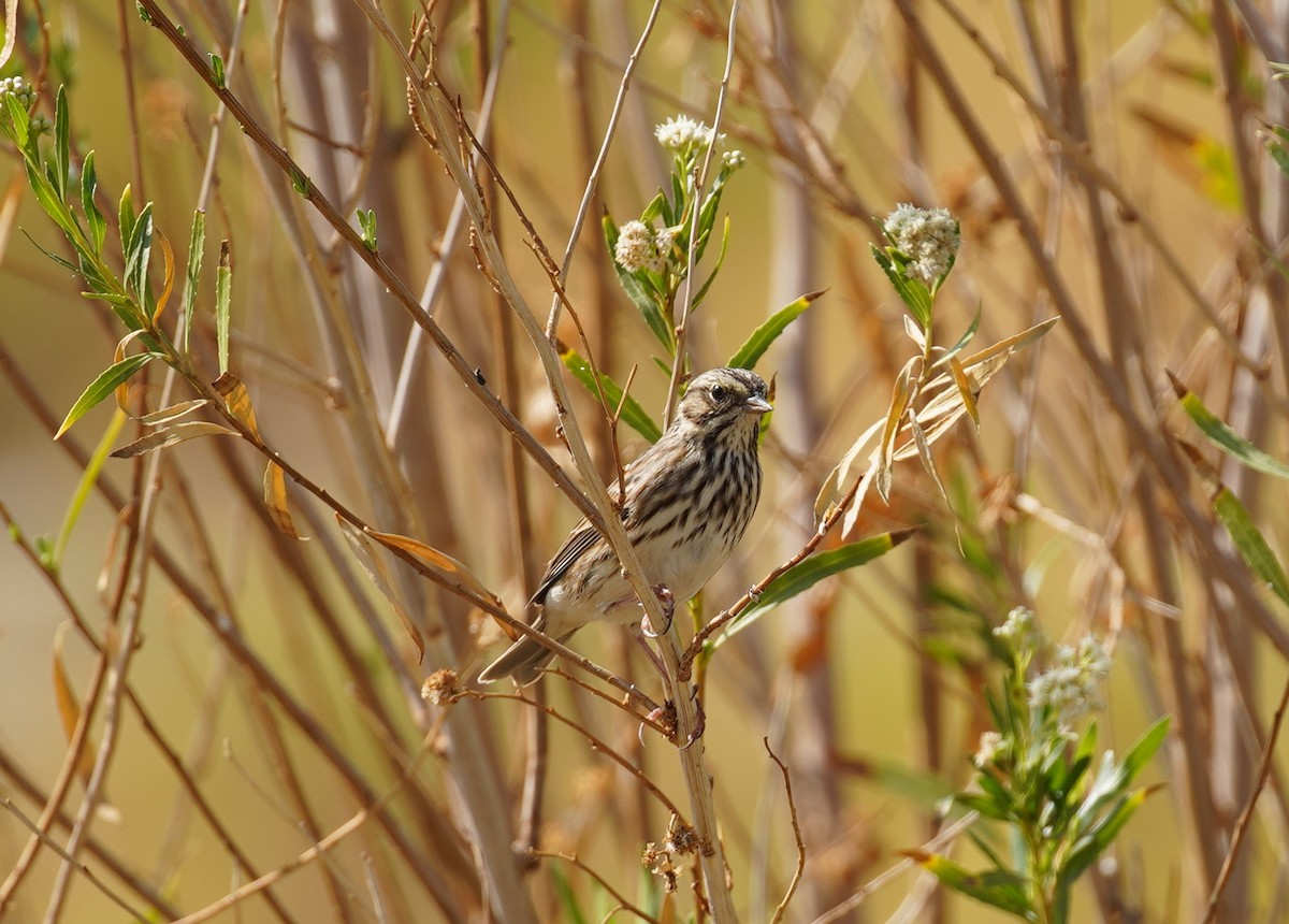 Savannah Sparrow - ML271645771