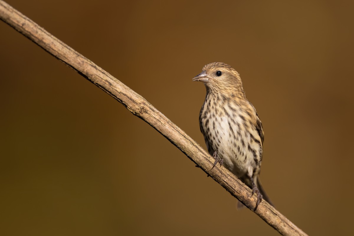 Pine Siskin - ML271646321