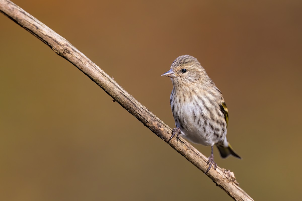 Pine Siskin - ML271646391