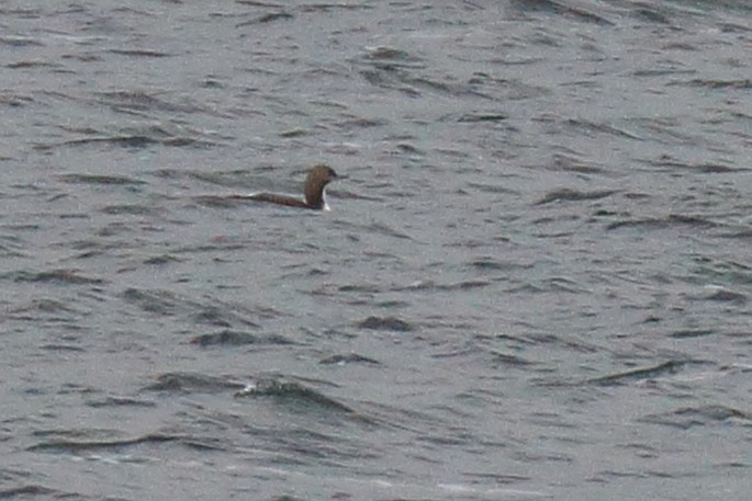 Pacific Loon - ML271646751