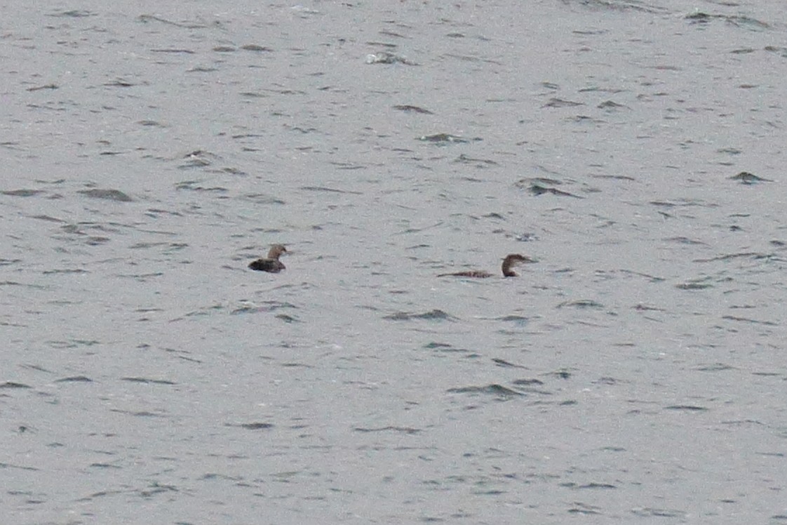 Pacific Loon - ML271646761