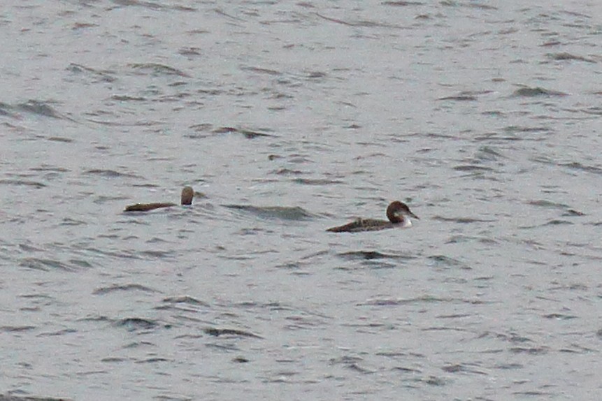 Pacific Loon - ML271646791