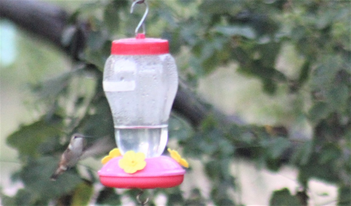 Rufous Hummingbird - ML271646921