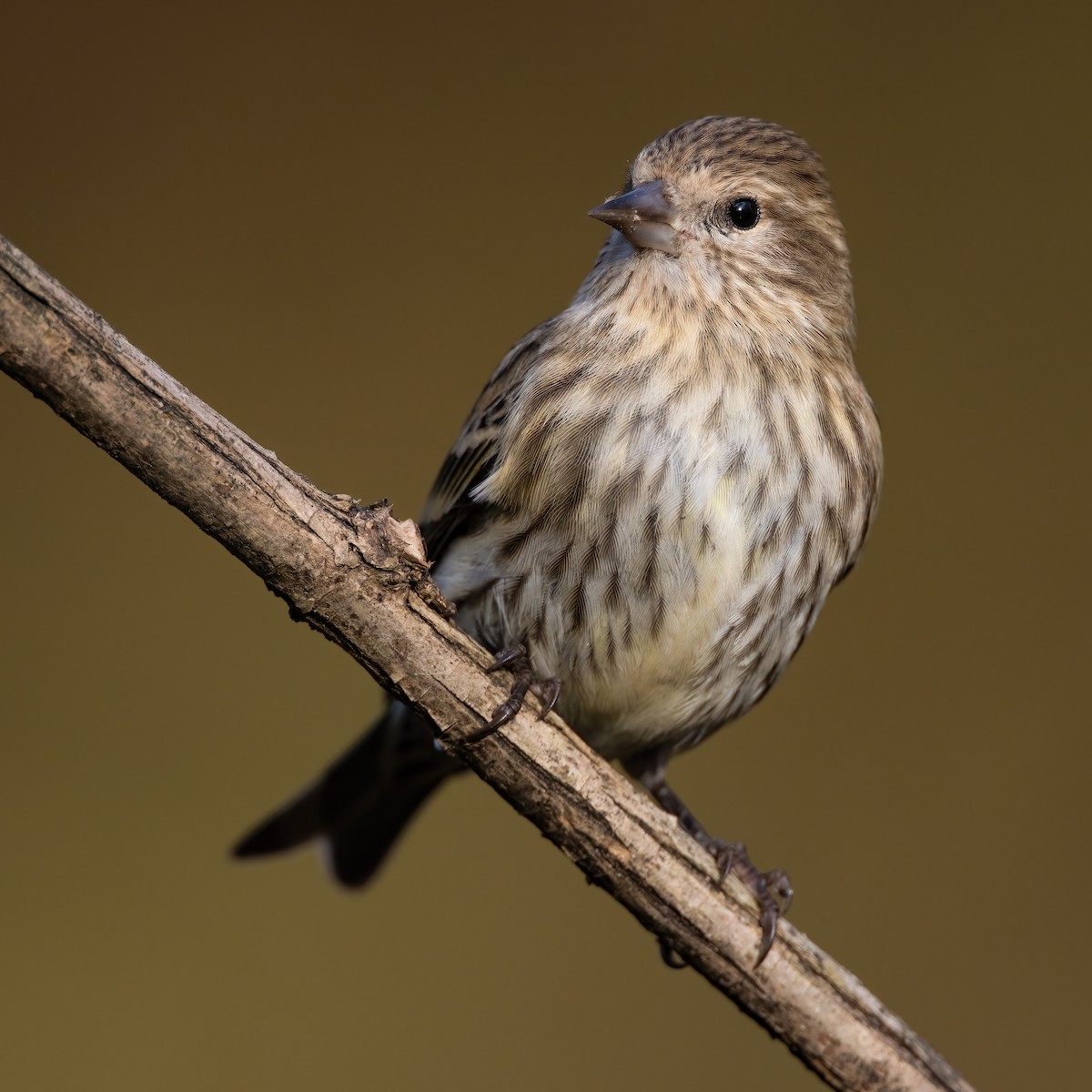 Pine Siskin - ML271647081