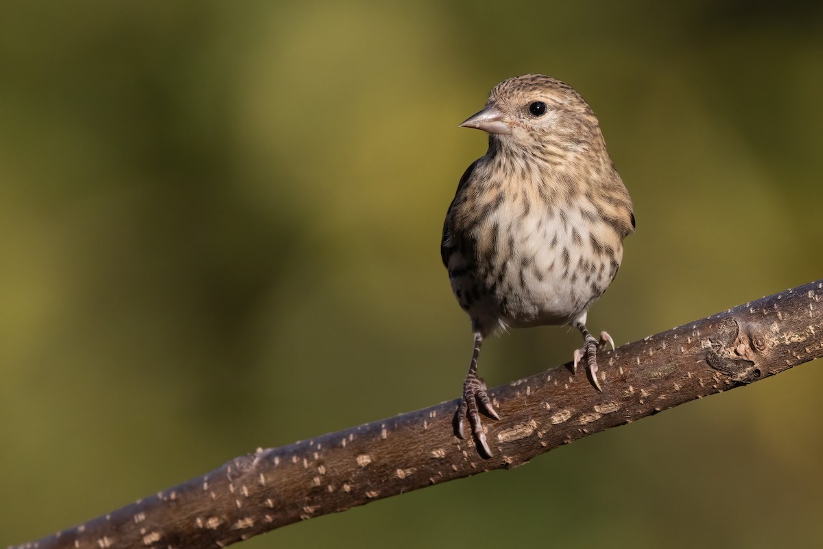 Pine Siskin - ML271647131