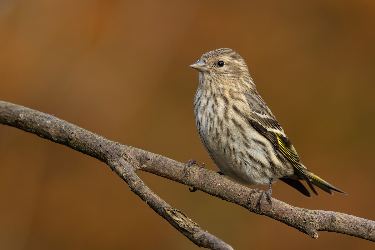 Pine Siskin - Ryan Sanderson