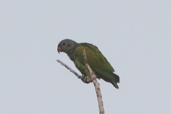 Blue-headed Parrot - ML27164981