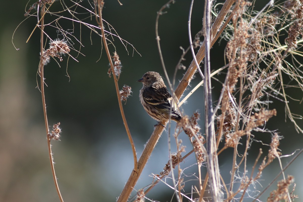 Pine Siskin - ML271649881