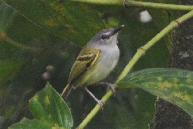 Slate-headed Tody-Flycatcher - ML27165021