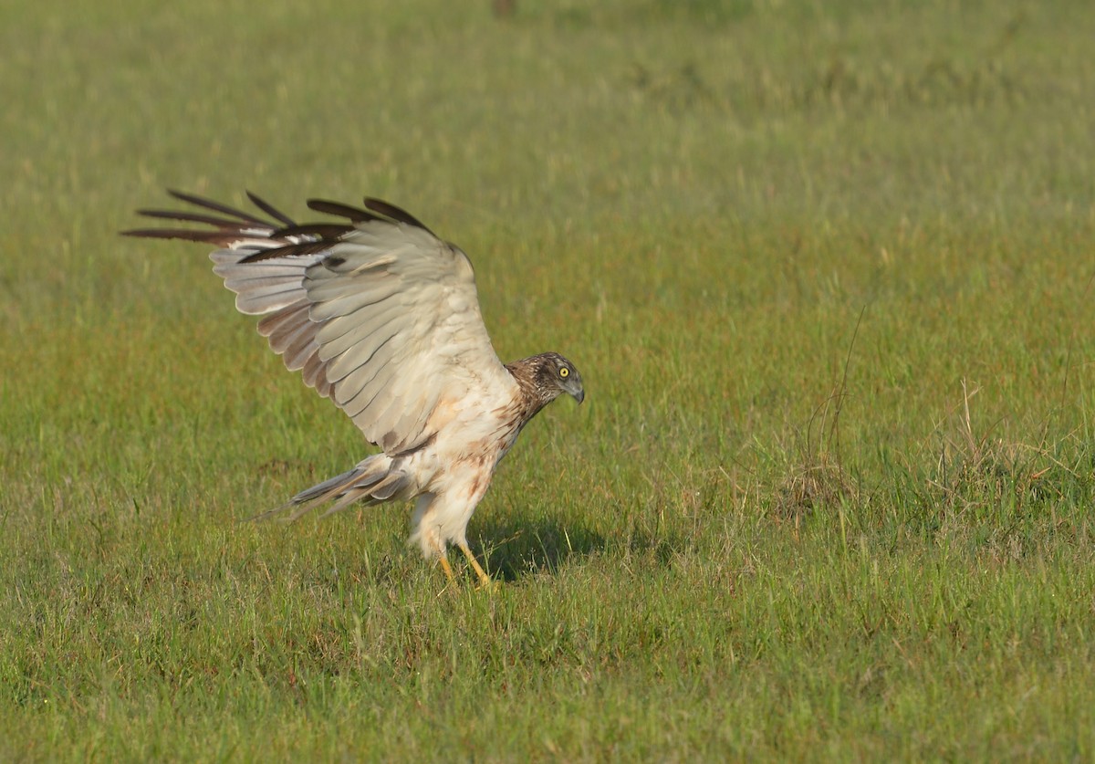 Eastern Marsh Harrier - Praveen Manivannan
