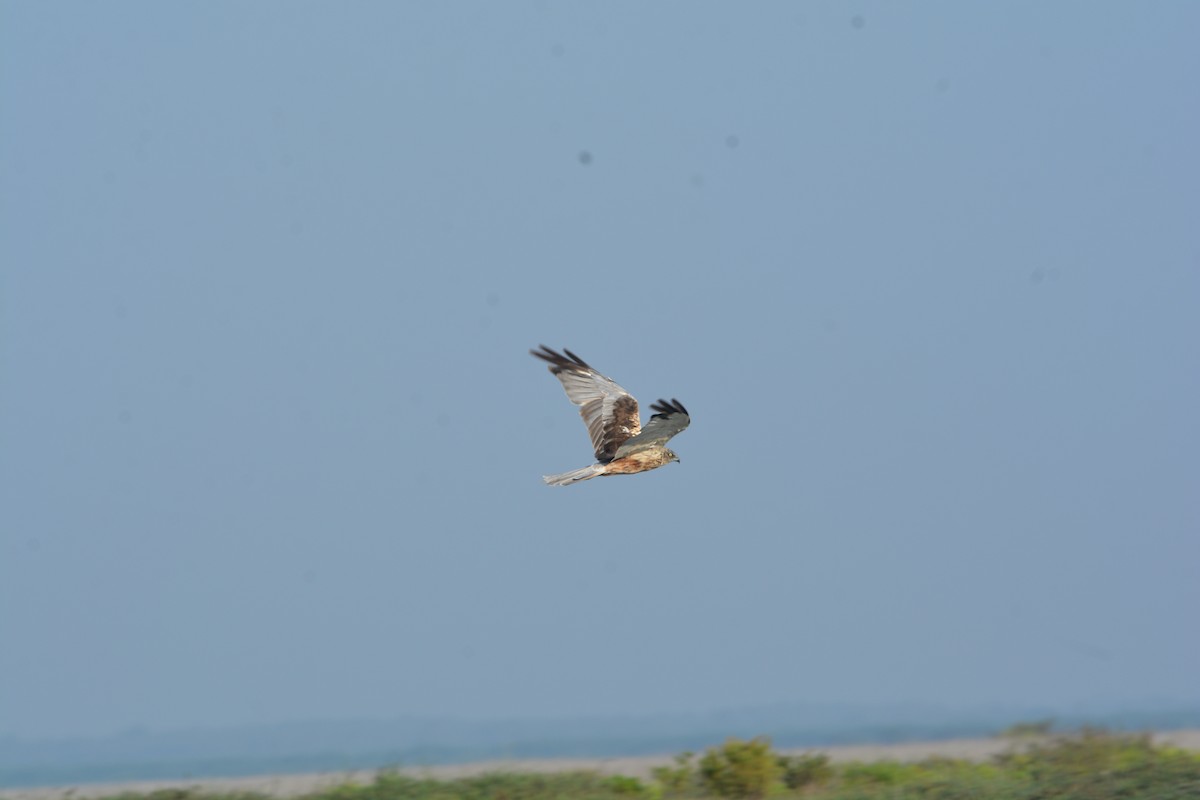 Eastern Marsh Harrier - ML271650381