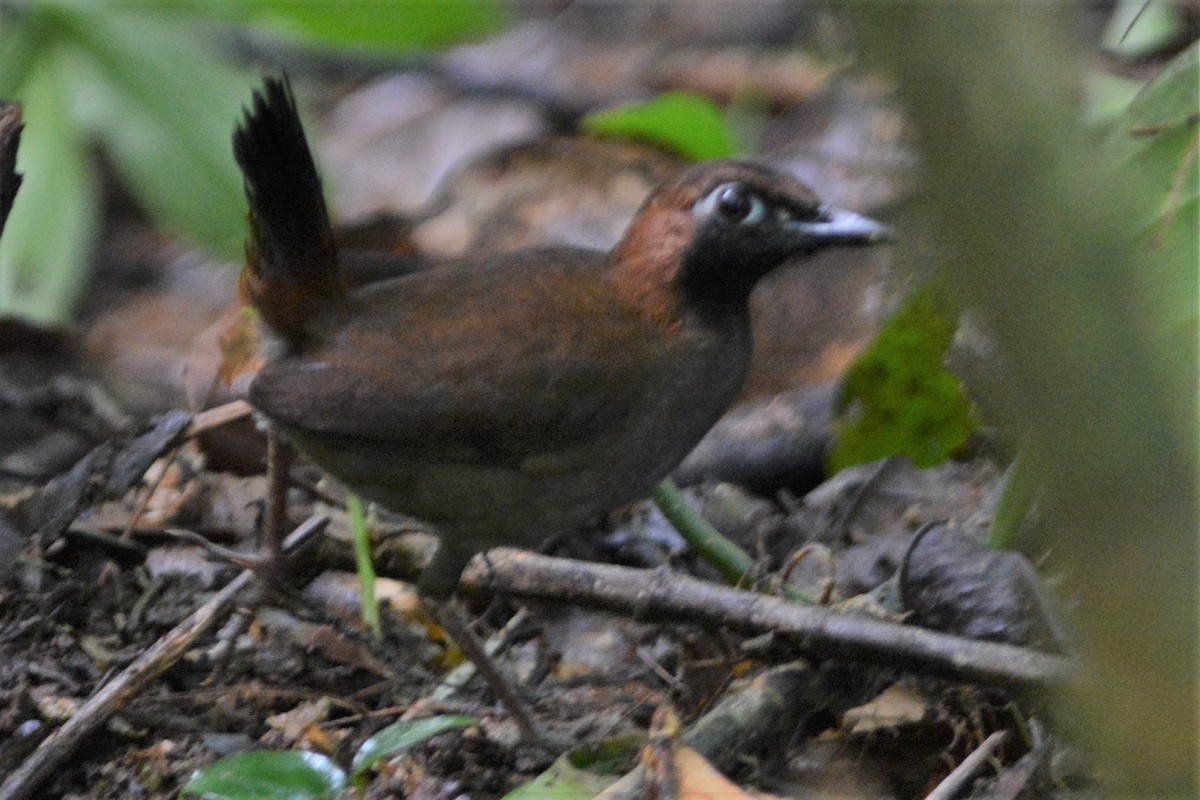 Black-faced Antthrush - ML27165061