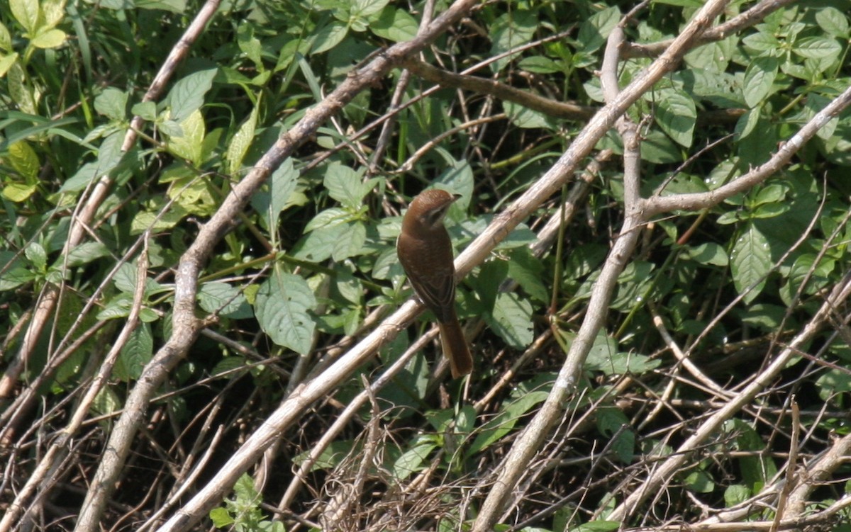 Brown Shrike - Amrish  Bidaye