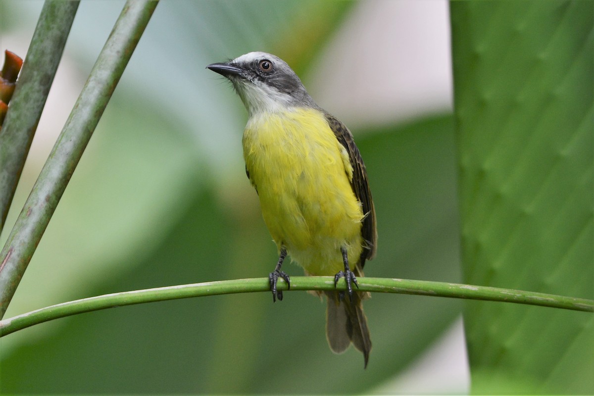 Gray-capped Flycatcher - David Hollie