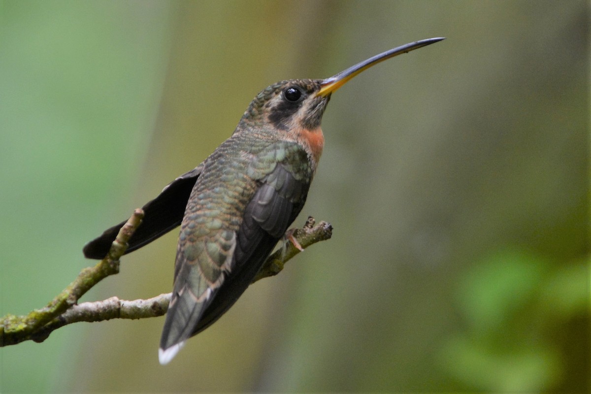 Band-tailed Barbthroat - ML27165181