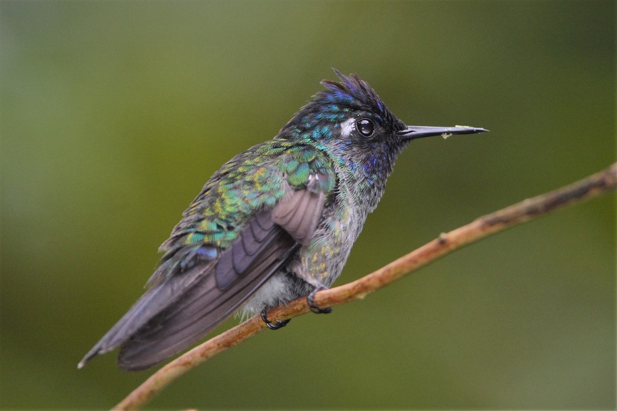 Violet-headed Hummingbird - ML27165301