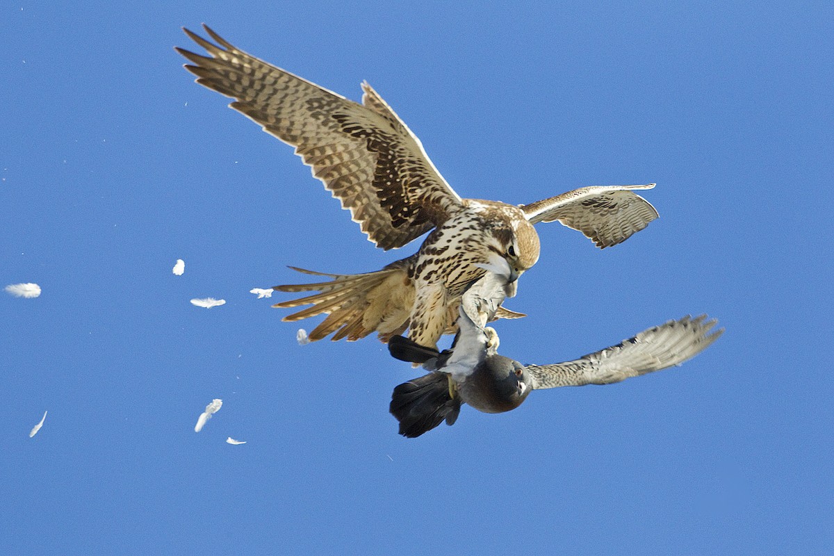 Prairie Falcon - ML271654331