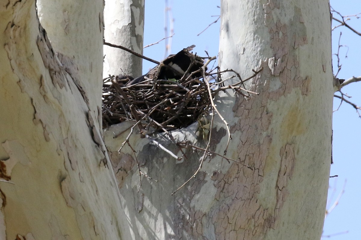 Common Black Hawk - ML27165701