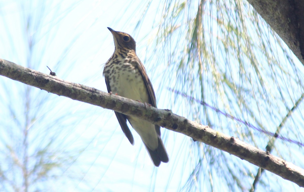 Swainson's Thrush - ML271657481