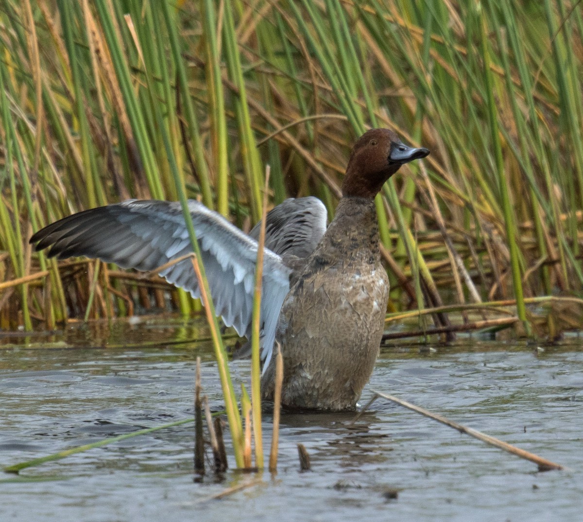 Redhead - ML271658021