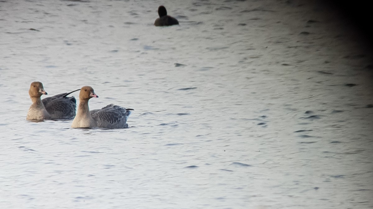 Pink-footed Goose - Hans Norelius