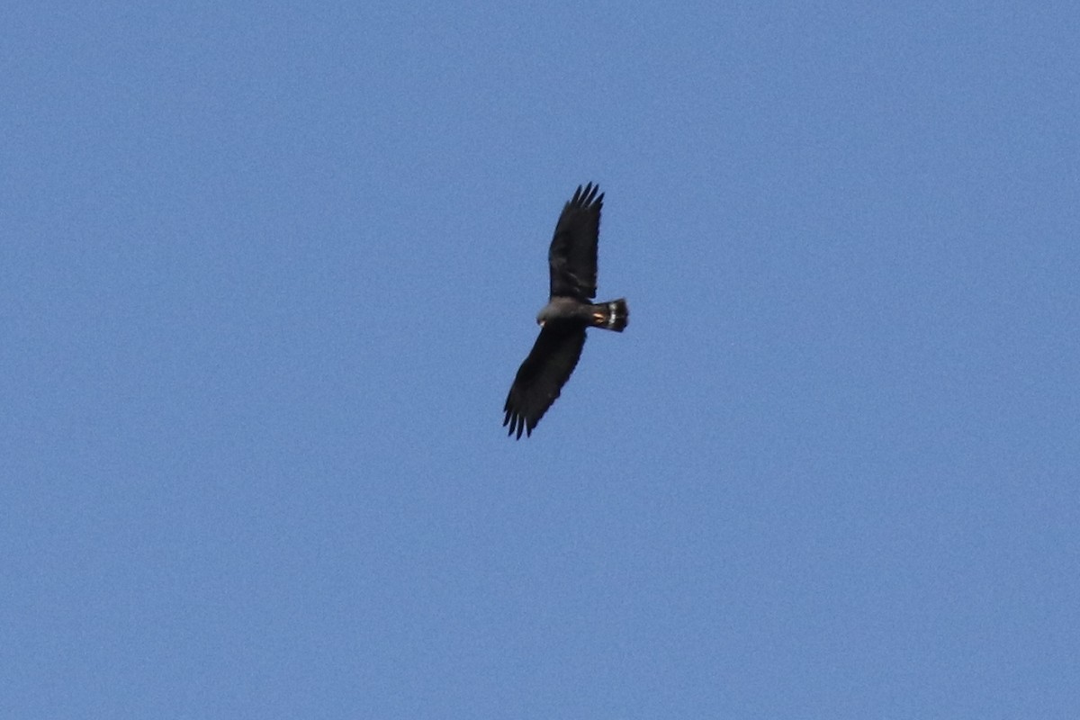 Zone-tailed Hawk - ML27165861