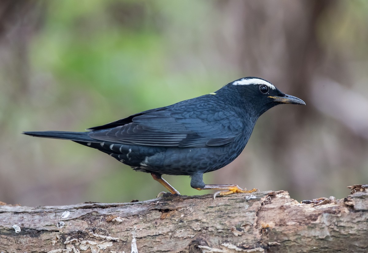 Siberian Thrush - ML271660501