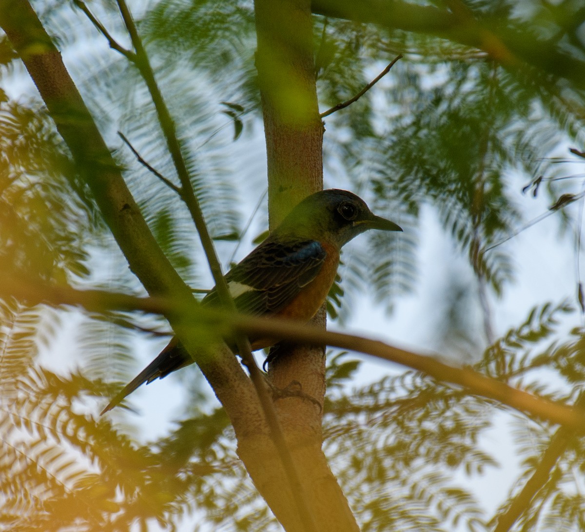 Blue-capped Rock-Thrush - ML271660761