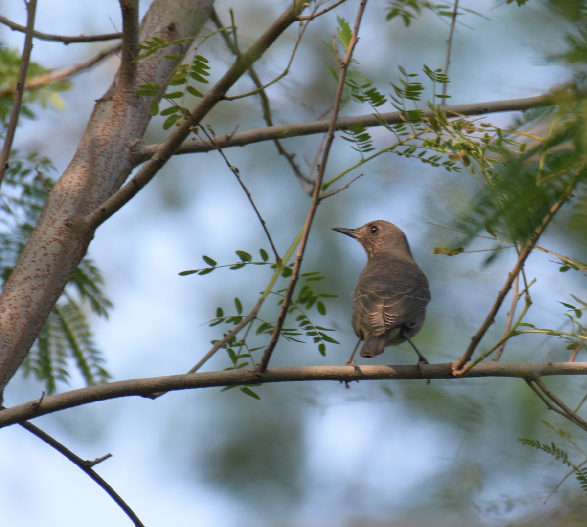 Blue-capped Rock-Thrush - ML271660771