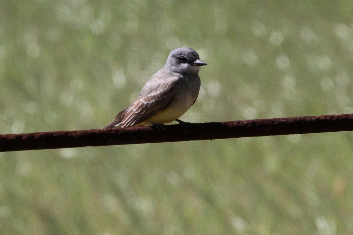 Cassin's Kingbird - ML27166191