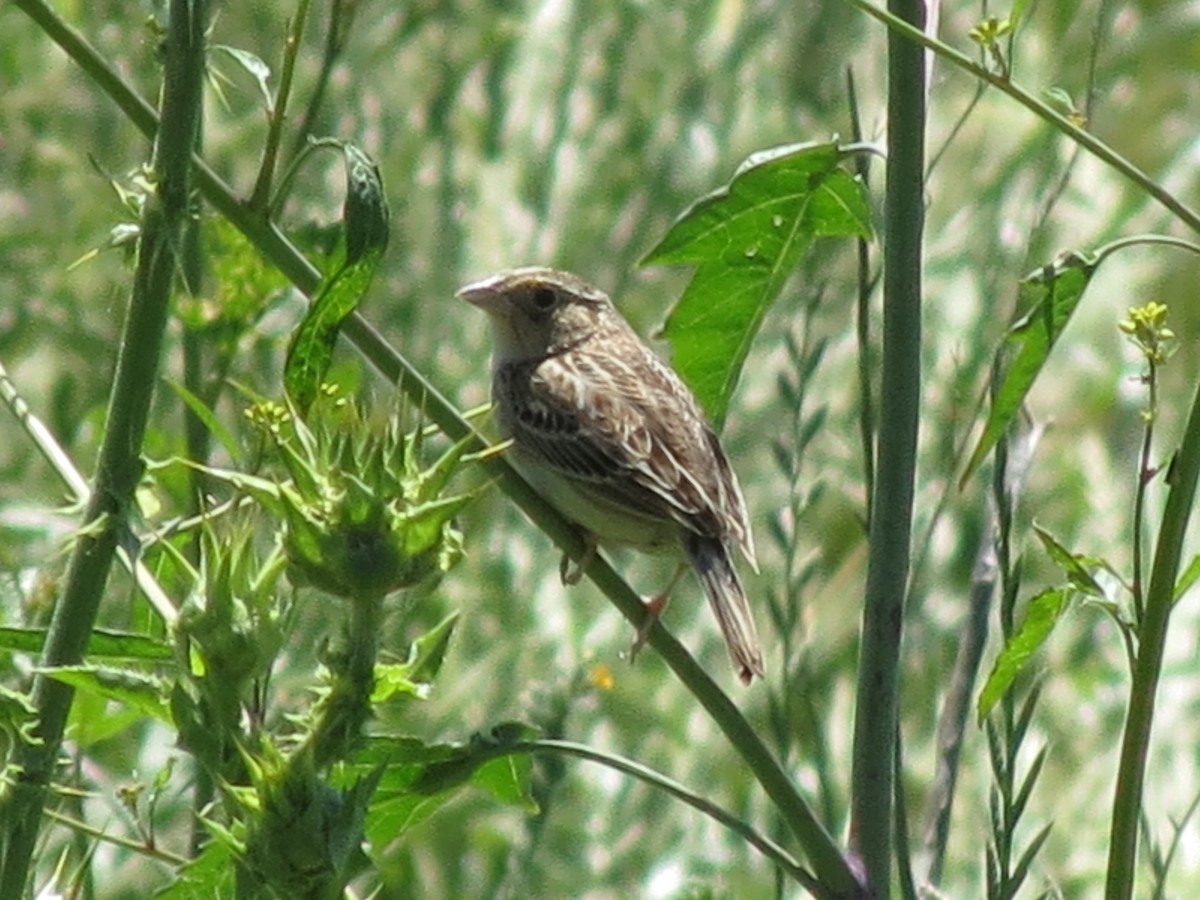 Grasshopper Sparrow - ML27166281