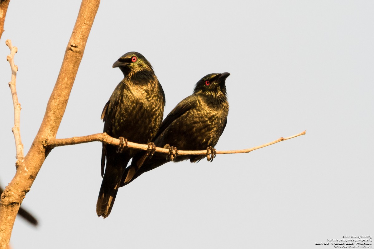 Asian Glossy Starling - ML271663941