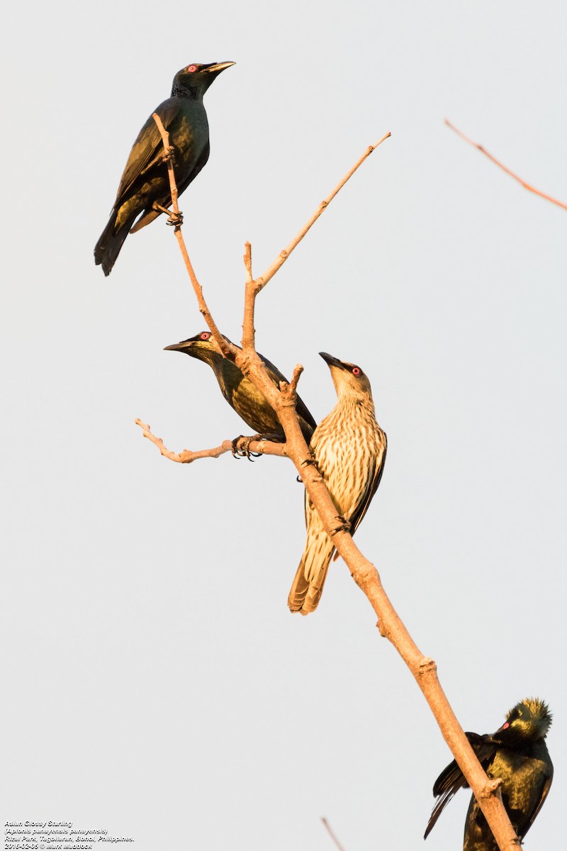 Asian Glossy Starling - ML271663951