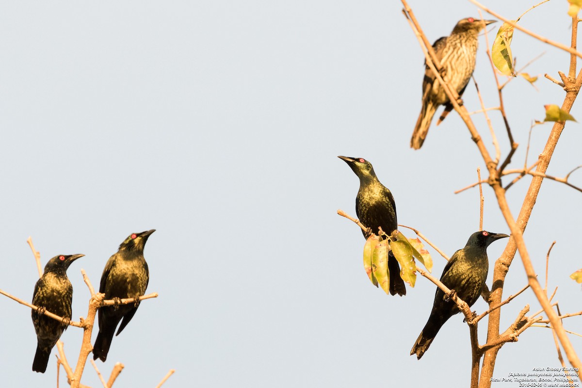 Asian Glossy Starling - ML271663971